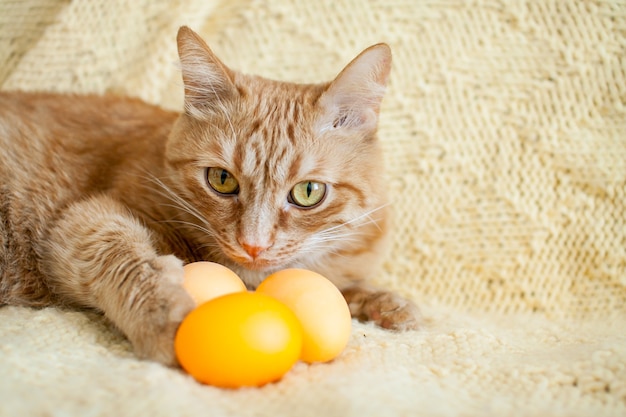 برای گربه تخم مرغ آب پز بهتره یا تخم مرغ خام؟